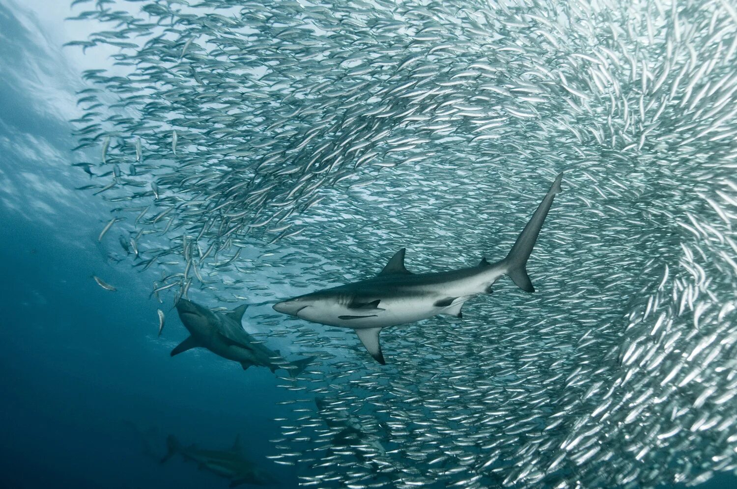 Много рыб плавают. Ход сардин в ЮАР. Рыбы в море. Рыба акула. Стая акул.