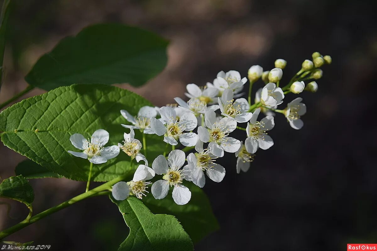 кисть черемухи. черемуха обыкновенная цветок. черемуха желтая. соцветие черемухи. черёмуха обыкновенная новосибирская.