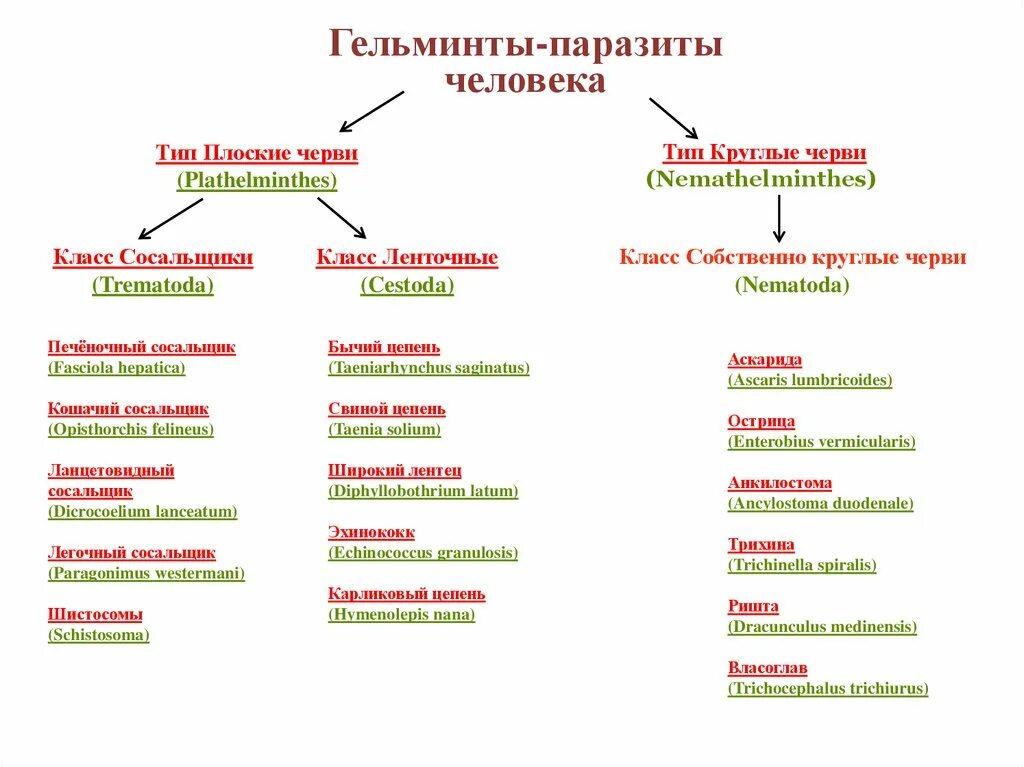 Паразиты какой класс. Таблица собственно круглые черви геогельминты. классификация гельминтозов таблица. классификация гельминтов схема. классификация паразитических гельминтов.