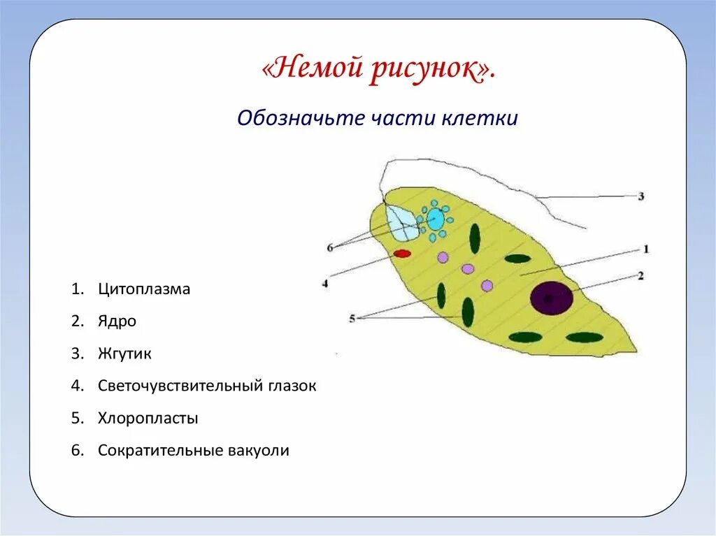 Какой органоид у эвглены зеленой. Составные части клетки. Жгутик хлоропласты ядро светочувствительный глазок. Обозначьте части клетки. Обозначить части клетки.