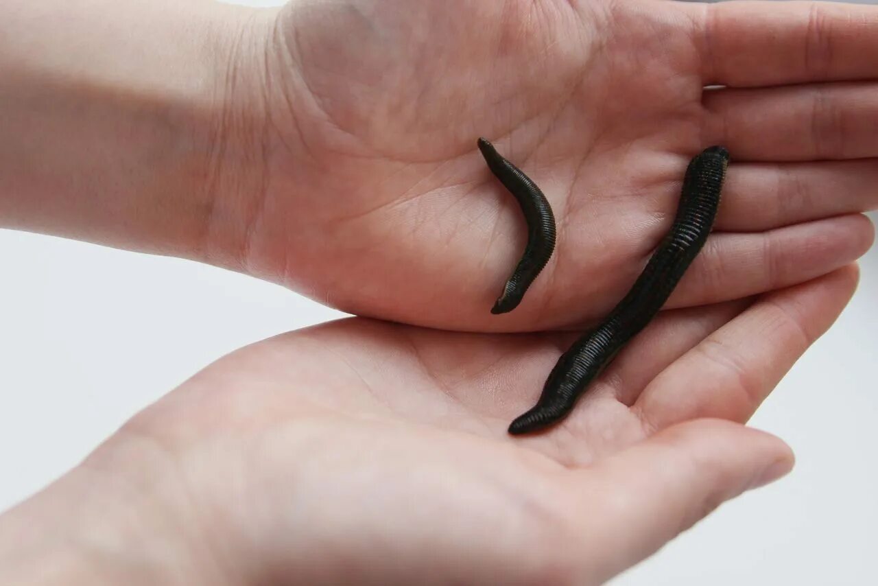 Восточная пиявка hirudo medicinalis orientalis. Амазонская клепсина пиявка. Медицинская пиявка hirudo medicinalis. Медицинская пиявка hirudo medicinalis. Любимая пиявка.