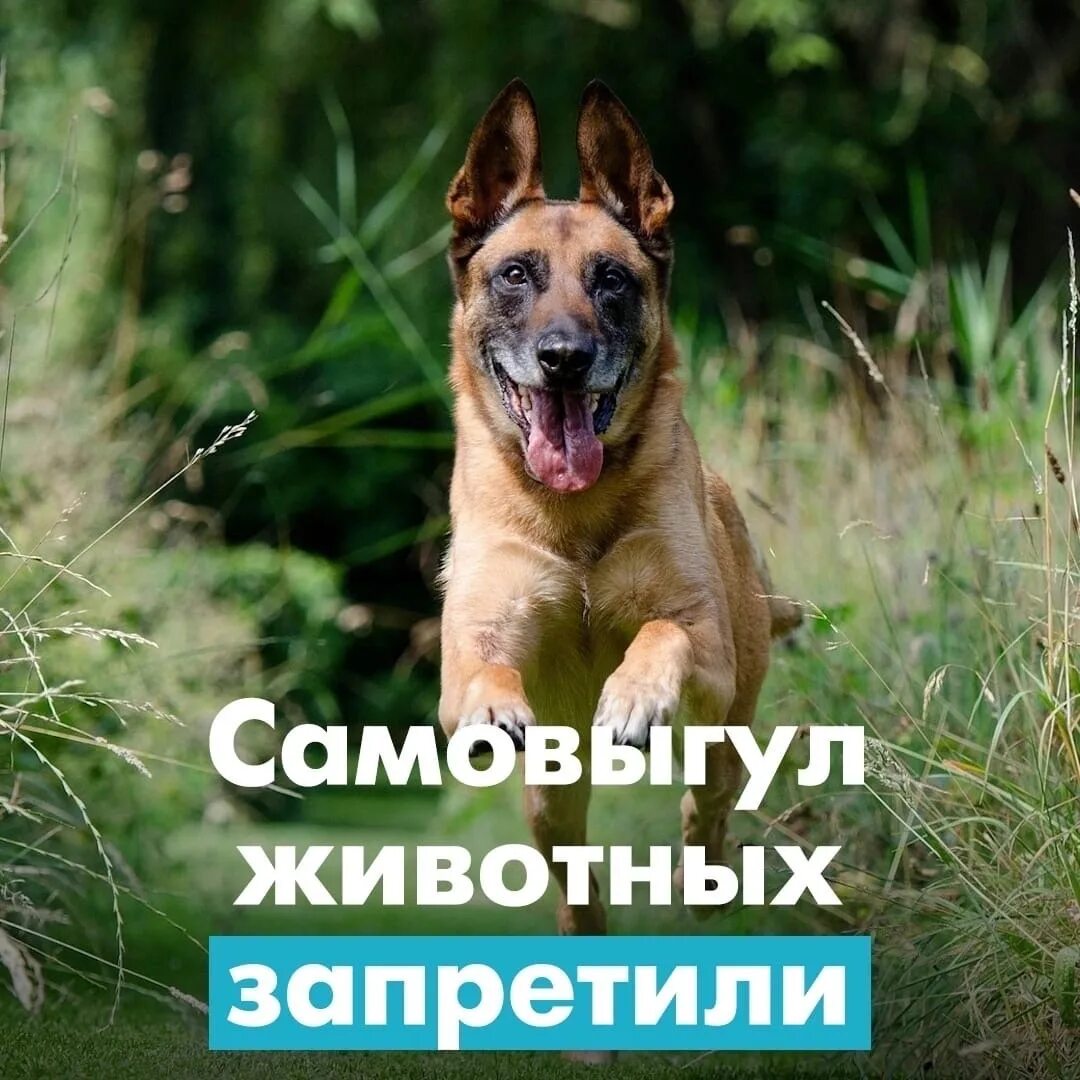 Законопроект о запрете животных. Самовыгул. самовыгул животных.