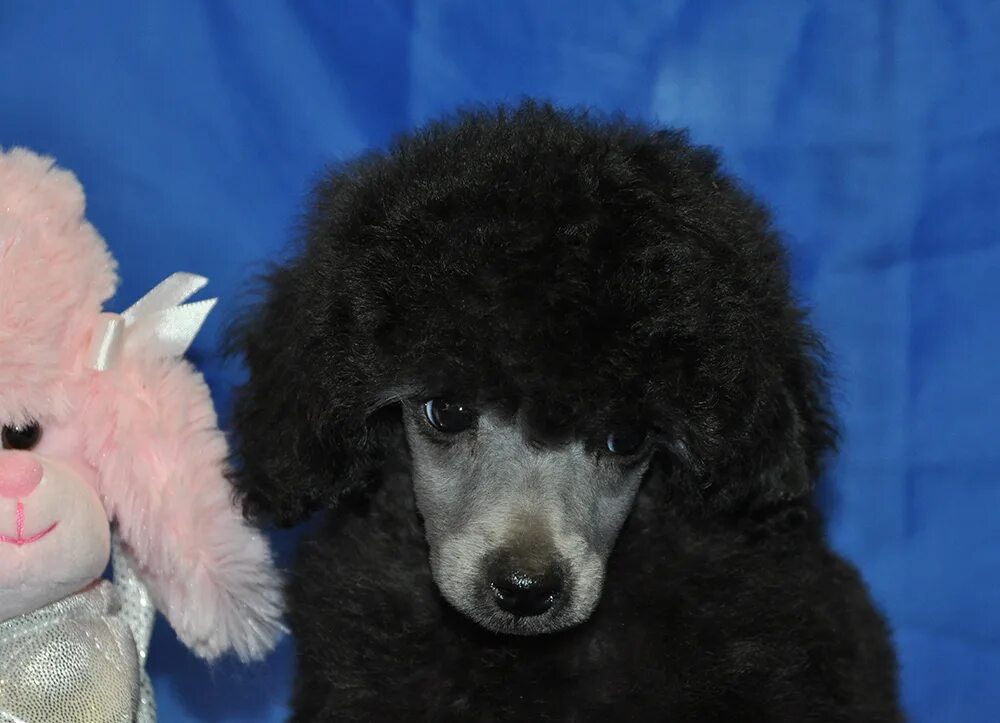 Пудель liu liu. Разноцветные пудели. Карликовый пудель. Пудель дискотечный. Цверг пудель.