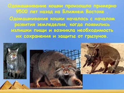 Где была одомашнена кошка
