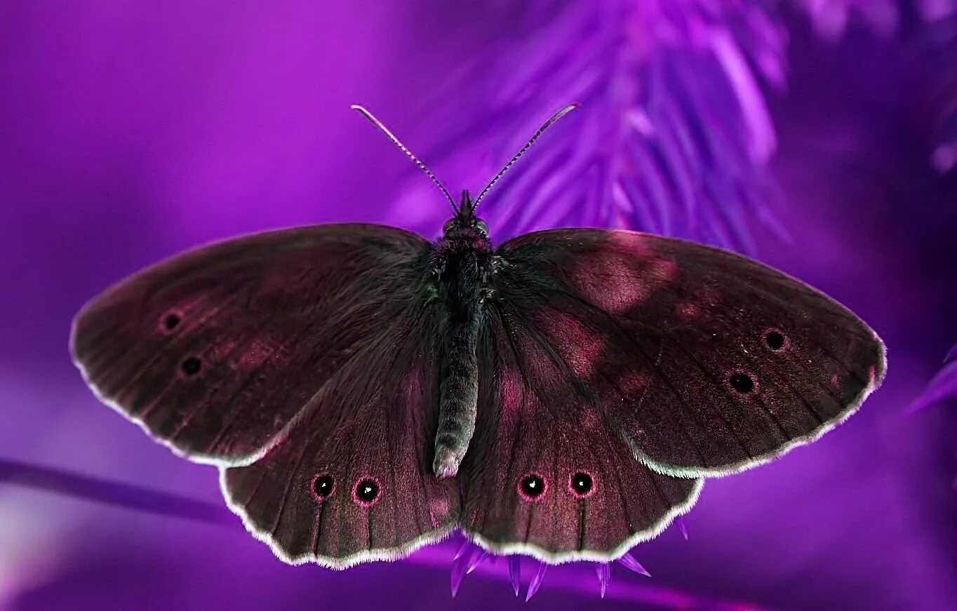 Pin by Juana Torres on Blue butterfly Beautiful butterfly photography, Blue butt