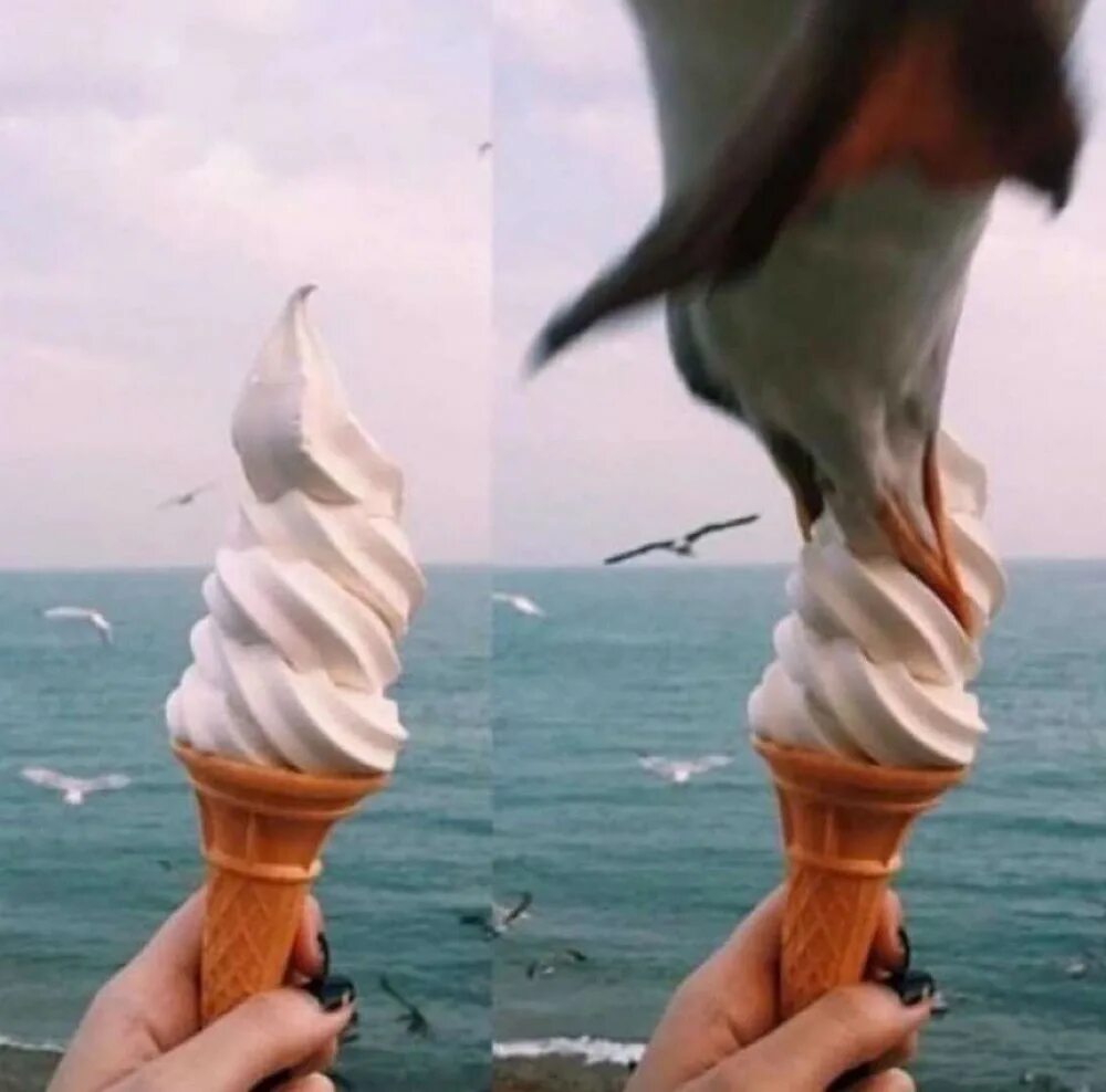 Когда что то пошло не так. Чайка и мороженое. картинки что то пошло не так смешные. чайка хватает мороженое. отпадные картинки.