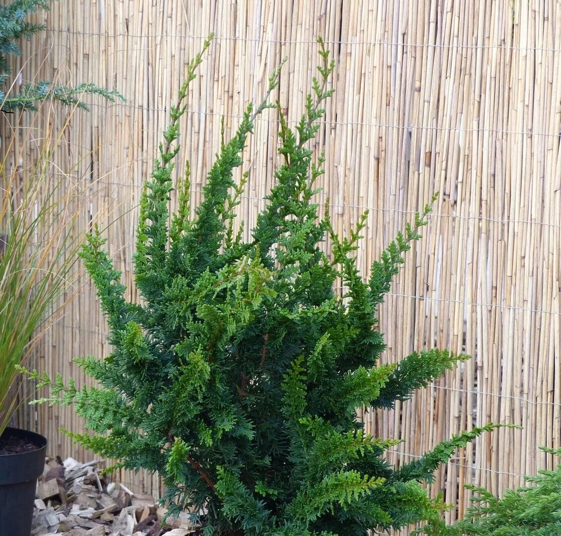 Кипарисовик горохоплодный тедди. Кипарисовик горохоплодный тедди. Кипарисовик туполистный тедди бир. Кипарисовик тедди беар. Кипарисовик горохоплодный тедди беар.