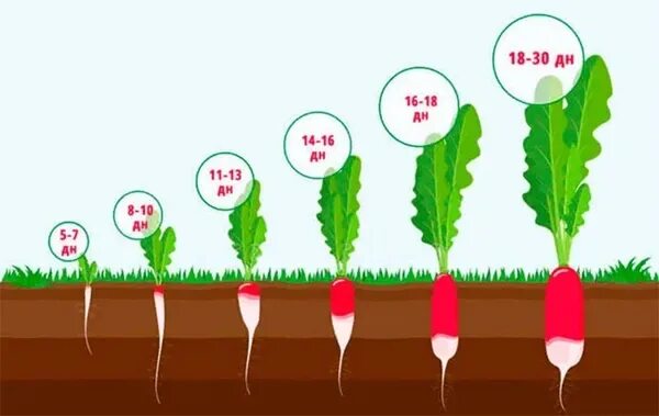 Схема посадки редиса. Посадка редиски. Стадии развития редиски. Посадка редиски в открытый грунт июне. Редиска рост