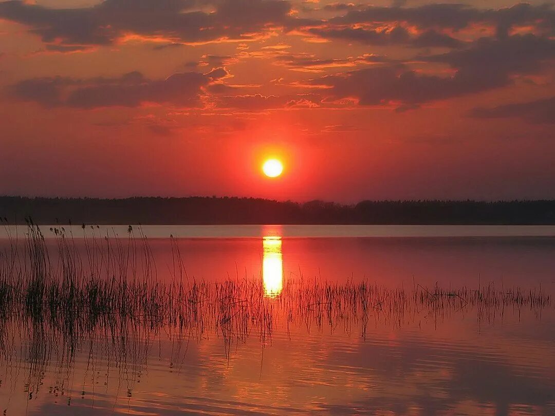 солнце село но в лесу ещё светло. алая заря над озером. природа вечер. алый свет вечерней зари медленно. закат речка камыш.