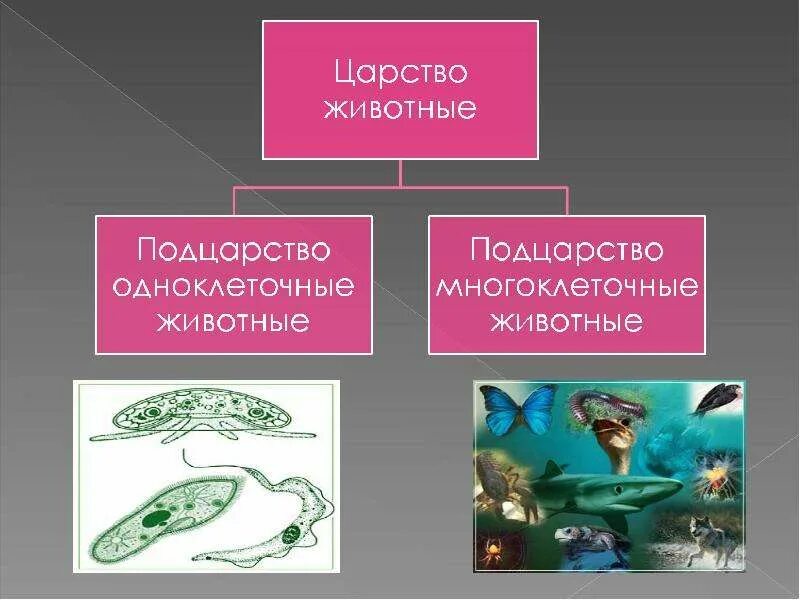 Представители царства животные 5 класс. Царство животных подцарство одноклеточные. царство животных. одноклеточные и многоклеточные животные. царство животных одноклеточные и многоклеточные. царство животные одноклеточные и многоклеточные.