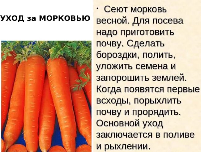 Морковь в открытом грунте. Морковь после посева. Посадка после моркови. Уход за посевами моркови. Когда сажать морковку
