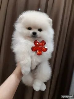 Сколько стоят щенки в москве