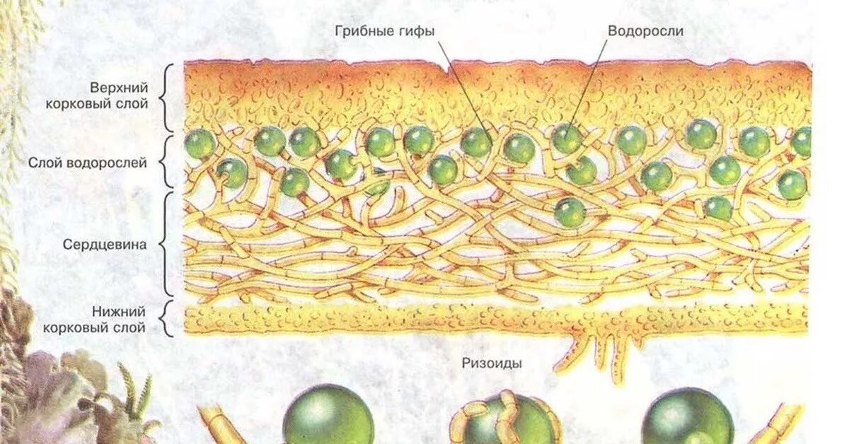 Слой водорослей. Схема внутреннего строения лишайника. Схема внутреннего строения лишайника 5 класс биология. Строение слоевища лишайника (схема). Строение слоевища лишайника рисунок.
