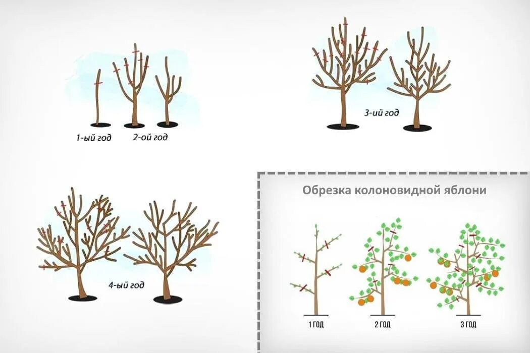Обрезка начинающих в картинках пошагово. Схема обрезки колоновидных яблонь. Колоновидная яблоня обрезка схема. Обрезка колоновидной яблони весной. Обрезка колоновидных яблонь осенью.