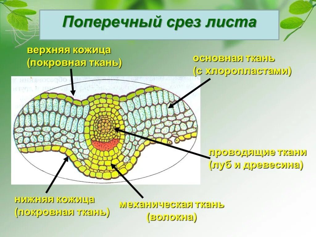 Поперечный срез листовой пластинки покровная ткань. Выполняемые функции покровной ткани листа камелии. Поперечный срез листа багульника. Поперечный срез листовой пластинки.