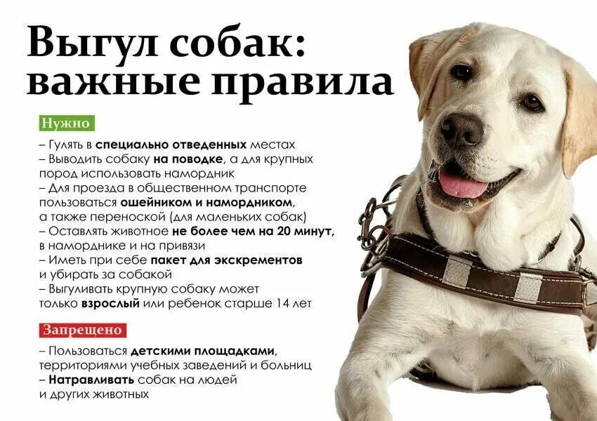 19 апреля день владельцев домашних животных. Выгул собак. Правила выгула собак. Объявление по выгулу собак. Правила выгула животных.