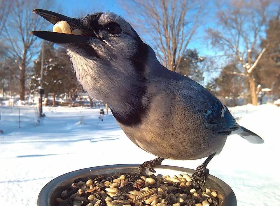 Птицы едят железо. Кормушка для птиц. Кормушки для птиц зимой. Что едят птицы. Птицы кушают зима.
