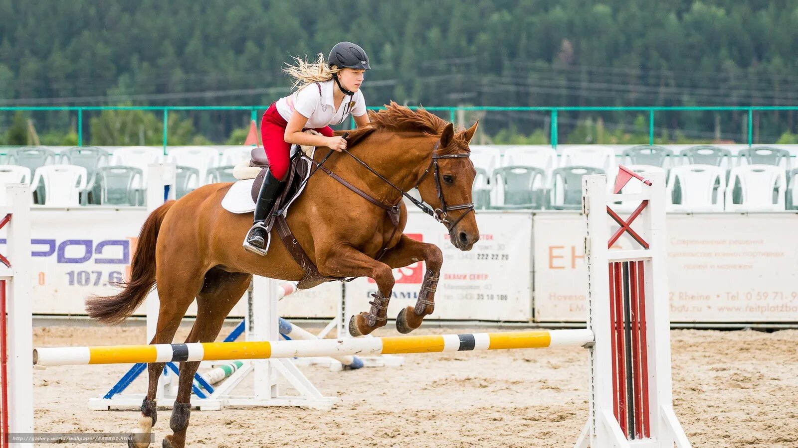 Кск хорс. Конкур конный спорт экипировка. Конь на соревнованиях. Лошади конкур. Конные соревнования.