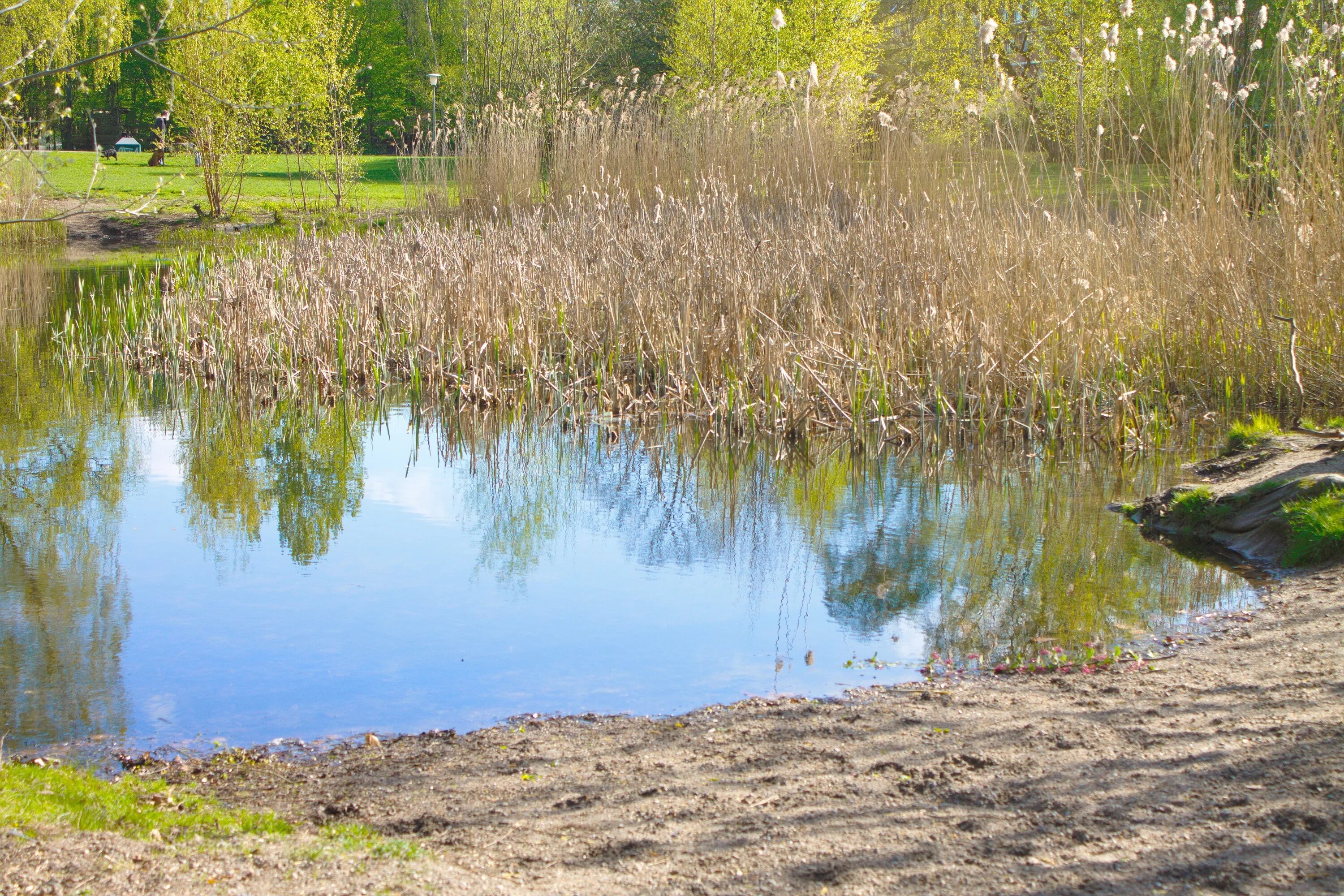 Обитатели пруда на даче. Пруд в дикой природе. Пруд дикий. Пруд дикий. Пруд болото.
