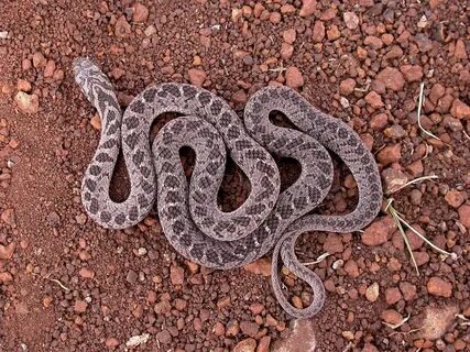 Snake plate