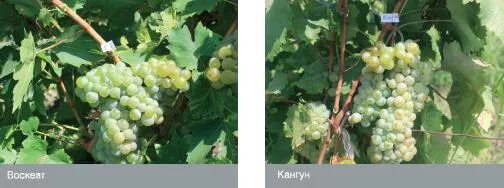 Виноград рислинг (5 лет). Кангун сорт. Кангун сорт винограда. Рислинг виноград фото. Torrontes виноград виноградник.