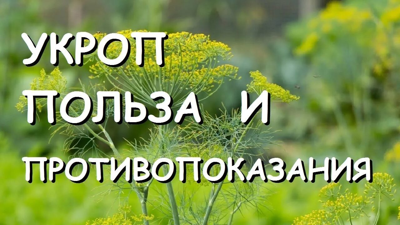 Укроп польза и вред для организма. Укроп польза. Чем полезен укроп. Что полезного в укропе. Полезные свойства укропа.