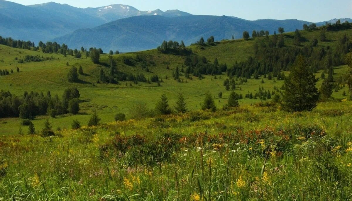 Тегирекский заповедники Алтайского края. Алтай Тигирекский заповедник. Охрана природы Тигирекский заповедник Алтайского края. Алтайский край Тигирекский заповедник растения.