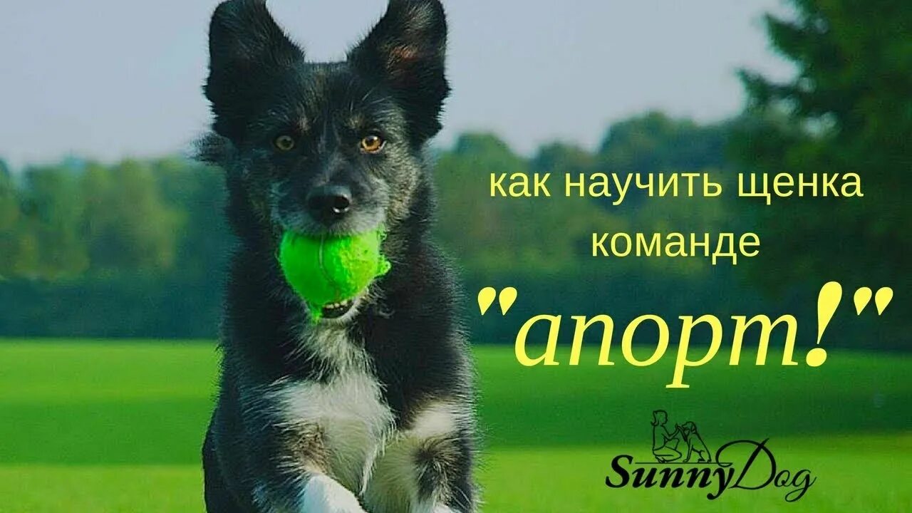 Как научить собаку команде апорт. Апорт собаке. как научить щенка команде апорт.