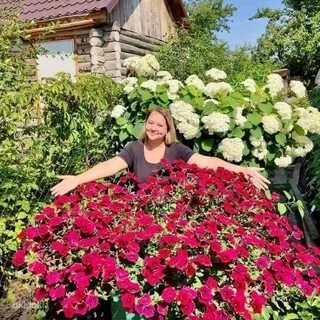 Петунии минск