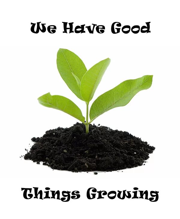 Growing things. Growing thing's up. Баннер семена огород. Growing things up прохождение.