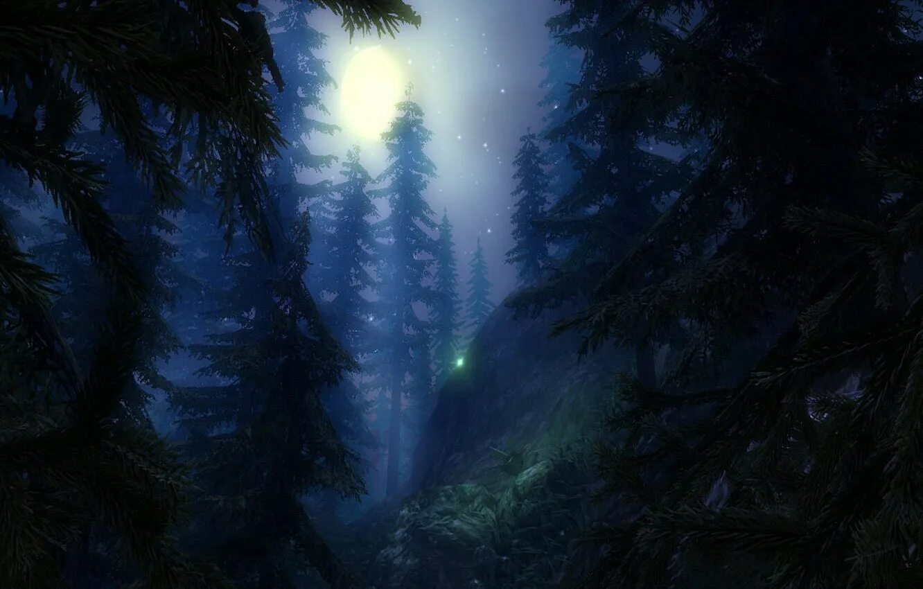 Ночь лес красиво. Ночной лес. Темный лес. Еловый лес ночью.