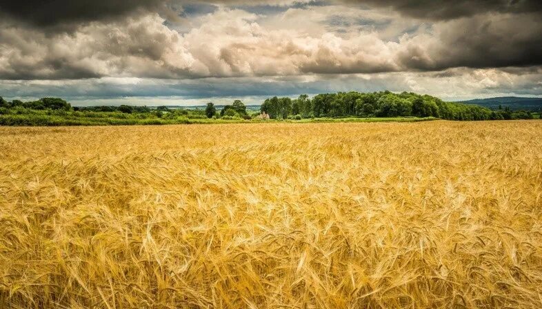 Поле пшеницы фото nature hd wallpaper for pc free download (1920x1200) Field wallpaper, Beautiful