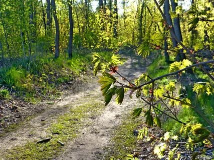 Прогулка по майскому лесу