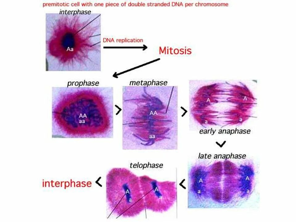 Пролиферация митоз. Митоз. mitoz cell. mitosis interphase. mitosis stages.