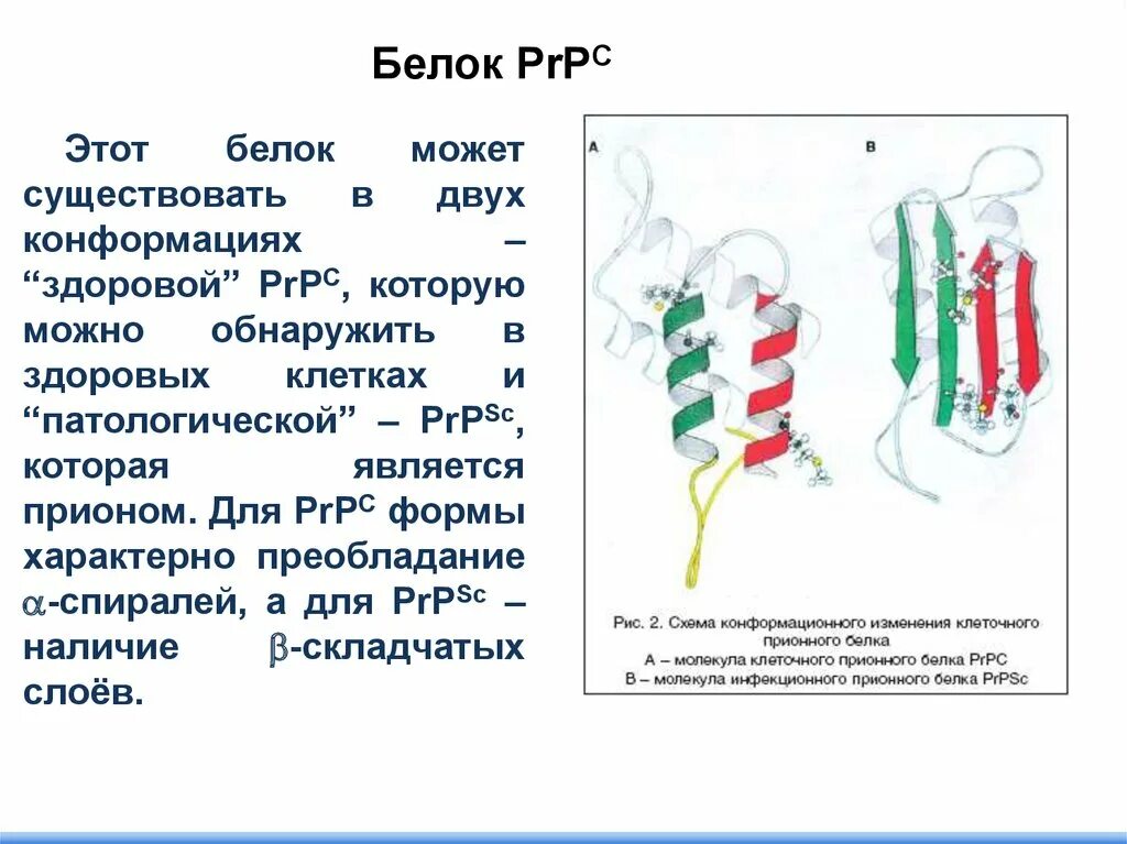 Белок можно обнаружить. Белок PRPC прионный. Патогенез прионных заболеваний. PRP белок. Прионы схема.