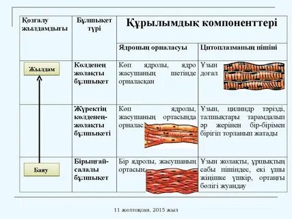 Жүкті әйелдермен анальды жыныстық қатынас
