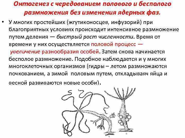 Является бесполым поколением. Размножение онтогенез. Онтогенез у организмов размножающихся почкованием. Онтогенез существует у организмов, размножающихся почкованием.. Онтогенез многоклеточных организмов размножающихся бесполым путем.