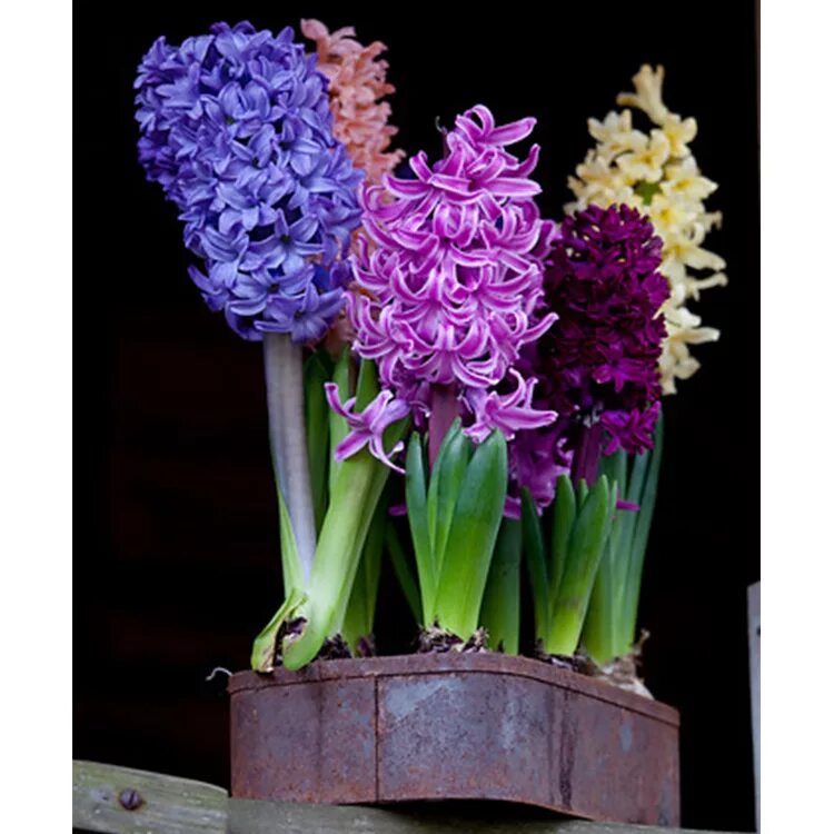 Гиацинт д7. Гиацинт спринг микс. гиацинт блю ватер микс. гиацинт hyacinthus mix. гиацинт перпл сенсейшен.