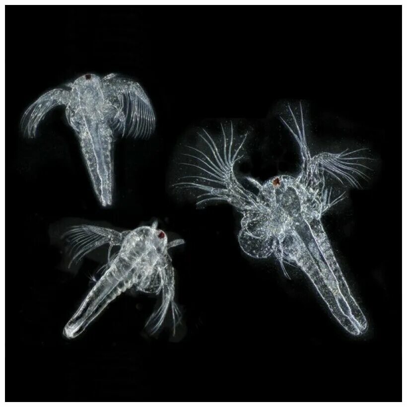 питомец юрского периода вырасти настоящих живых рачков. набор qiddycome вырасти живого рачка. Qiddycome вырасти рачков. вырасти живых рачков. вырасти живых рачков.