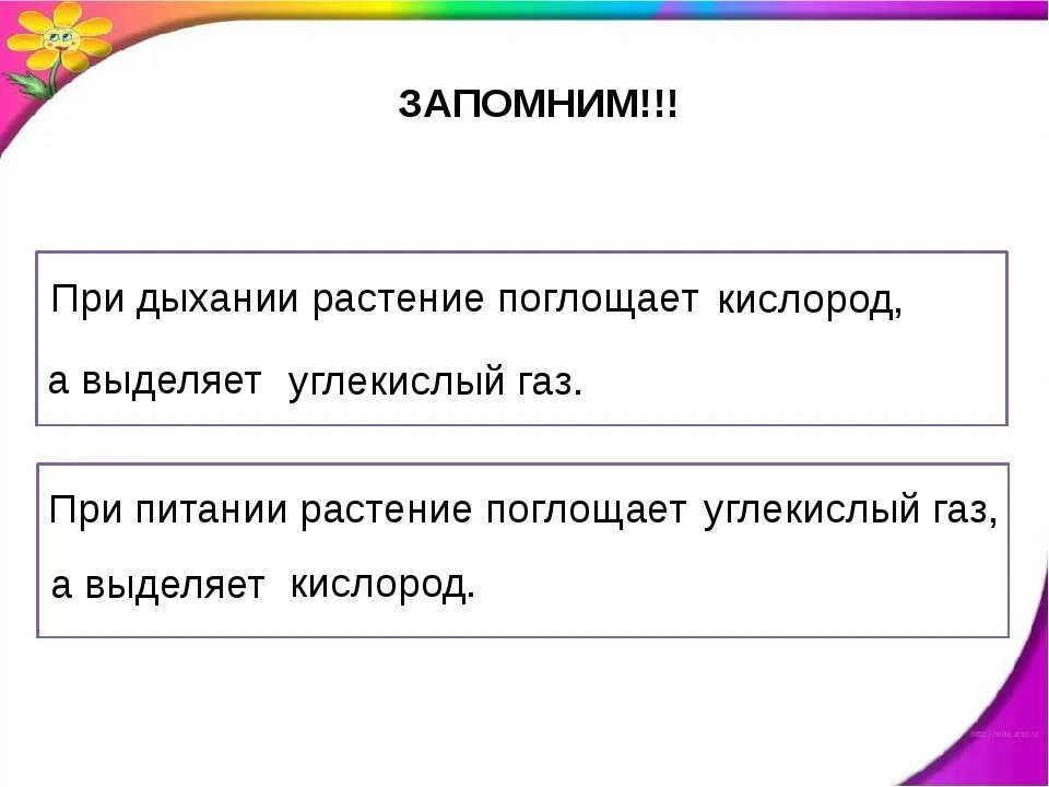Растения дышат в время суток. При питании растение поглощает а выделяет. При питании растение поглощает. При питании растение поглощает. При дыхании растение поглащае.