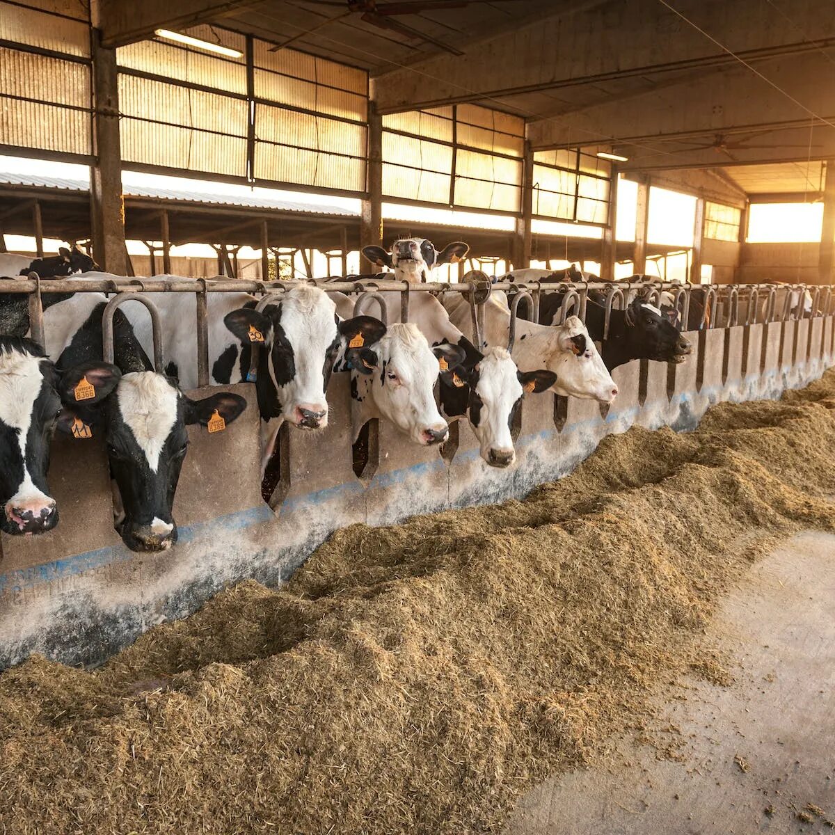 Пастух скотник. Скотник фермерское хозяйству. Животновод для детей. Скотник фото. Авито скотники.