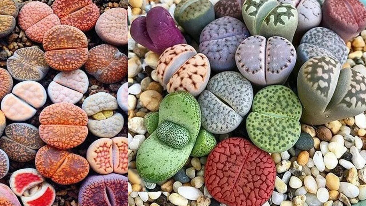 Литопсы. Литопс живые камни. Живой камень, Литопс (Lithops species). Литопс микс. Где живут камни