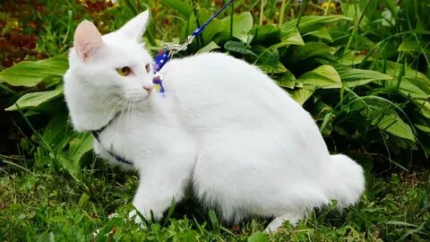 Белый котя