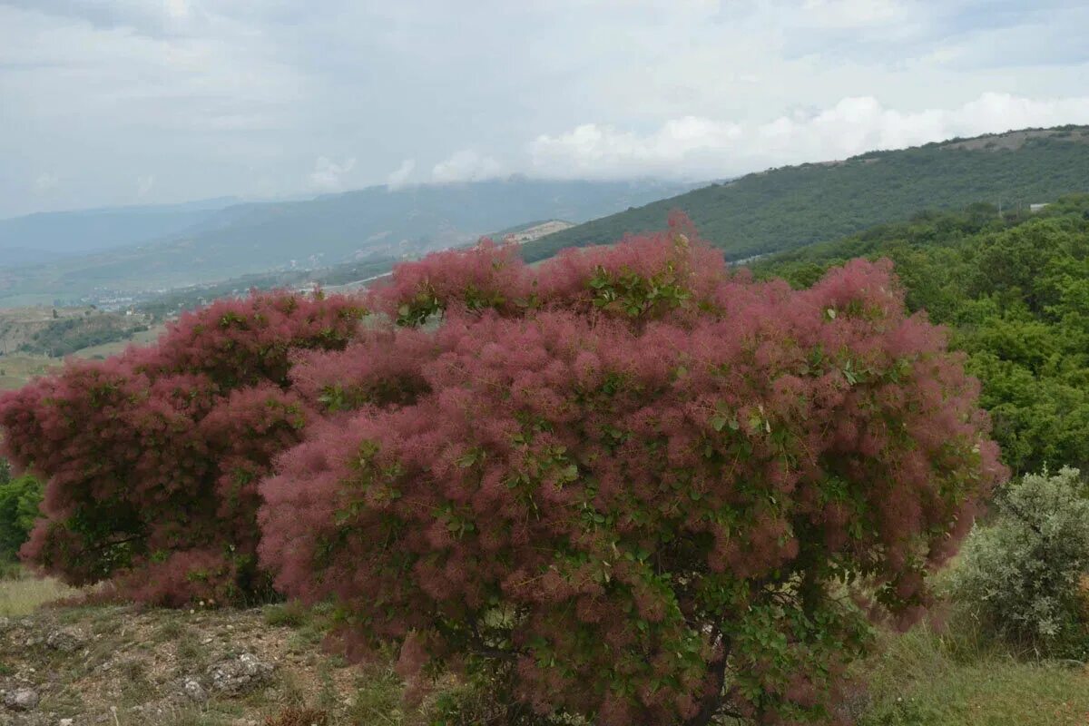 Файл:Mediterranean Buckthorn and Evergreen Traveller's Joy.jpg - Вікіпедія