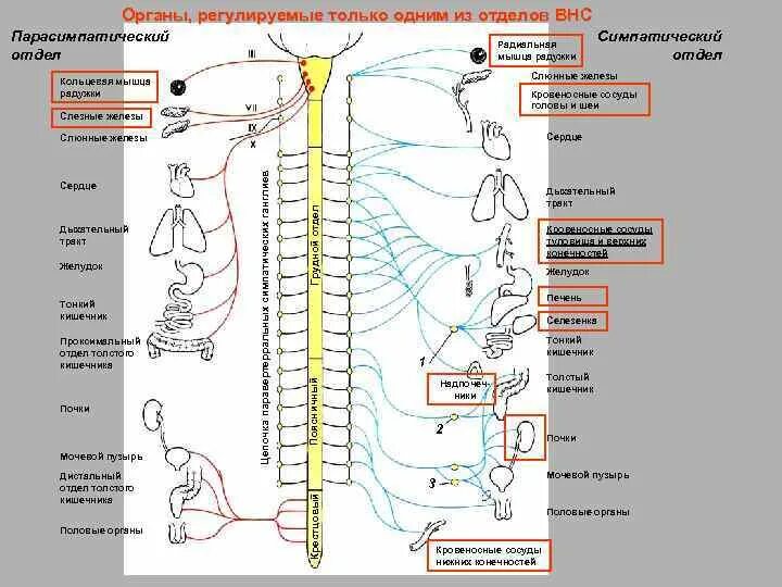 Какие функции регулирует симпатический отдел нервной системы. Парасимпатическая НС В регуляции почек. Парасимпатическая нервная система почки. Гормоны парасимпатической нервной системы. Симпатическая и парасимпатическая нервная система таблица.
