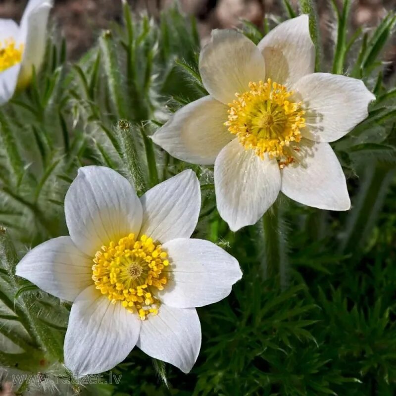 прострел обыкновенный (pulsatilla vulgaris). пульсатилла виолет блю. прострел обыкновенный. прострел обыкновенный. прострел обыкновенный.
