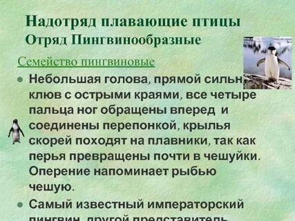 Назовите особенности птиц относящихся