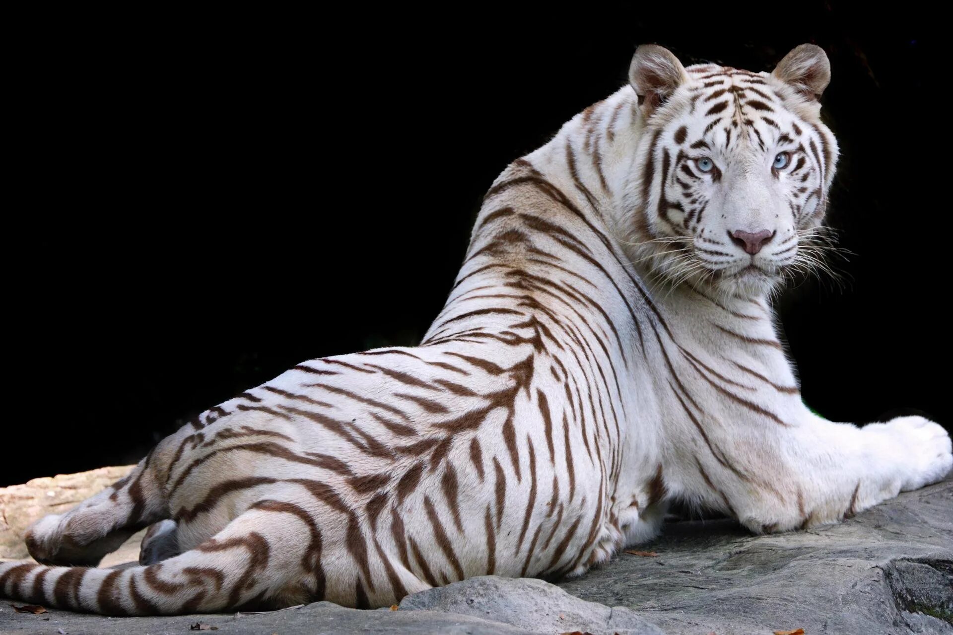 Какой тигр белый. Бенгальский тигр альбинос. Амурский тигр белый. Амурский тигр альбинос. Белый бенгальский тигр.