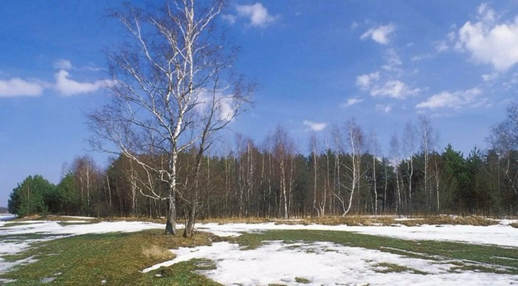 В апреле на полях тает последний. Весенняя Проталинка Левитана. Лес весной.