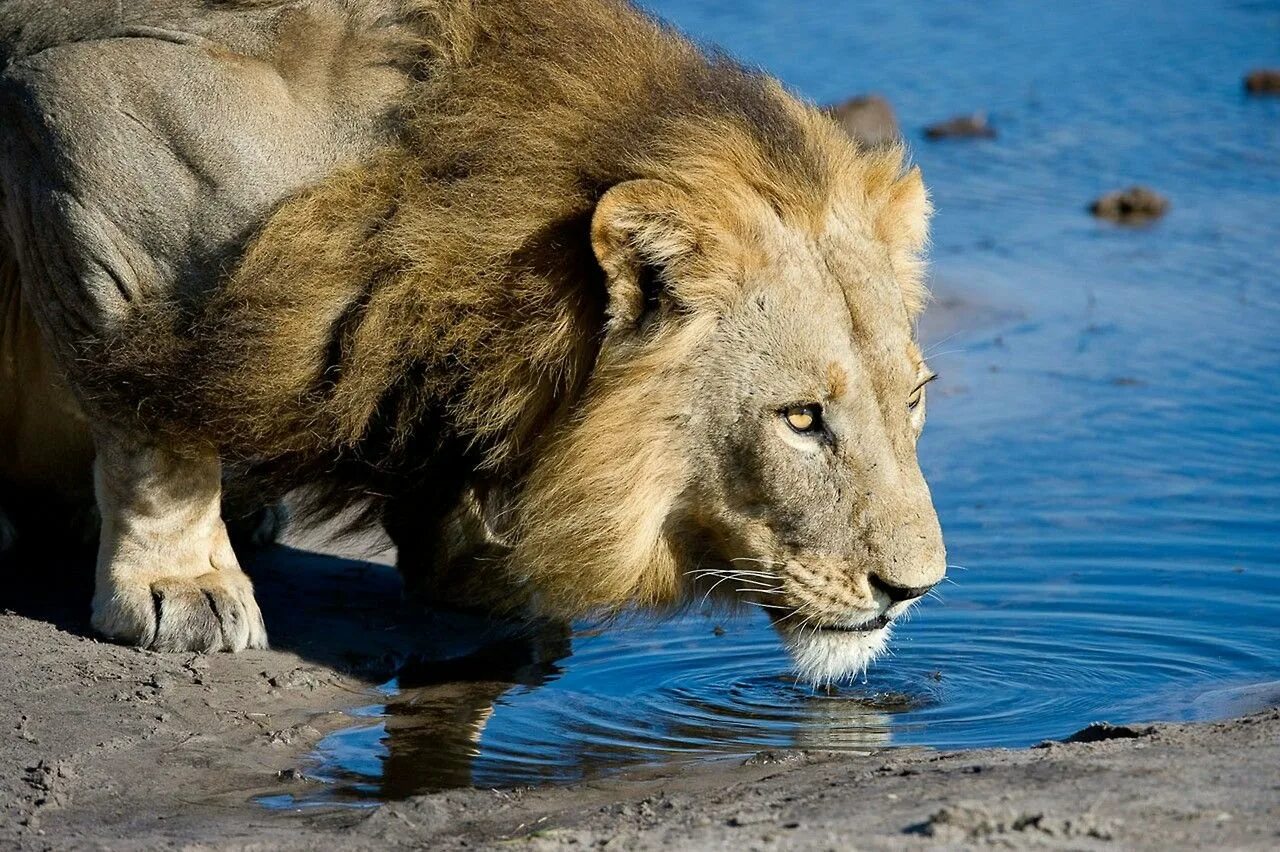 Лев на водопое. Лев в воде. Лев фото. Животные пьют воду. Хищник на водопое.